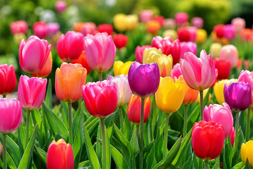 Spring Home Selling Checklist
